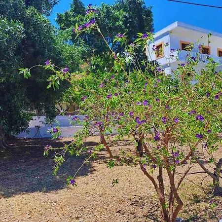 Blue Acacia In Leros *