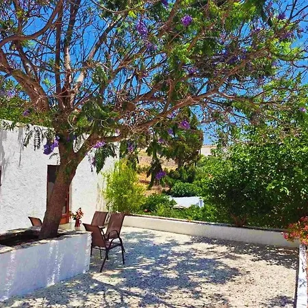 Blue Acacia In Leros